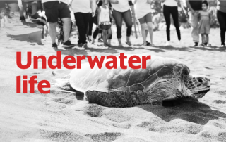 Nuvoil commitment to save green sea turtle from extinction